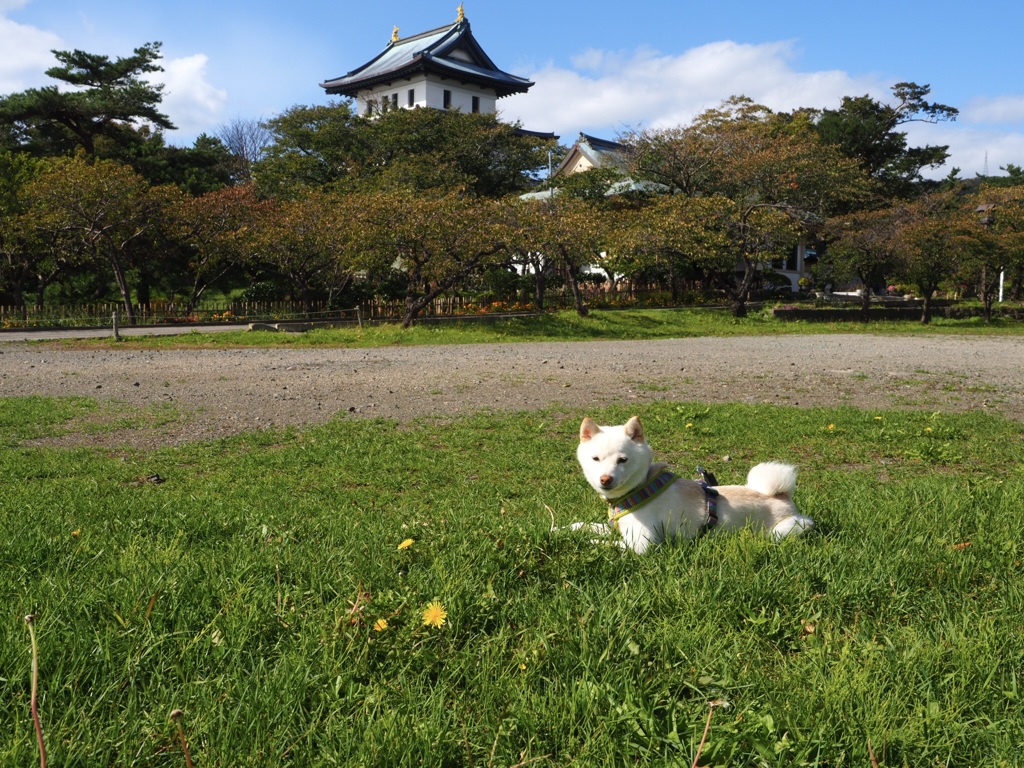 ナナ at 松前城