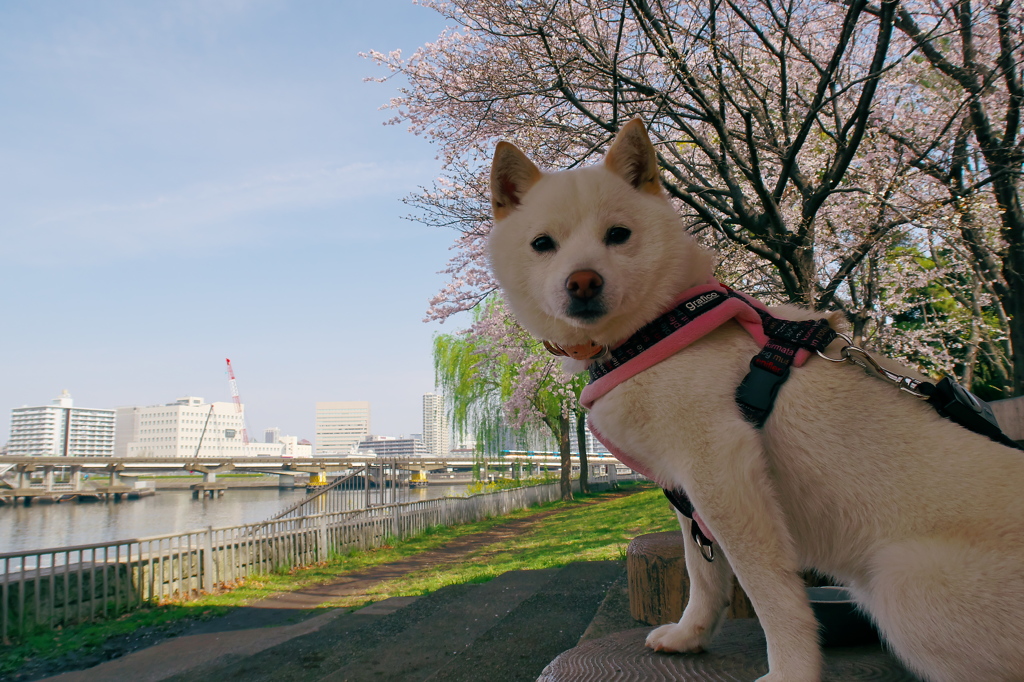 花よりナナ・・・