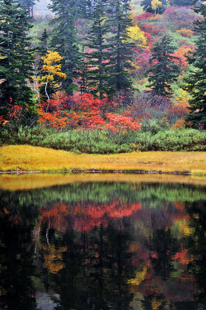 Artistic autumn foliage