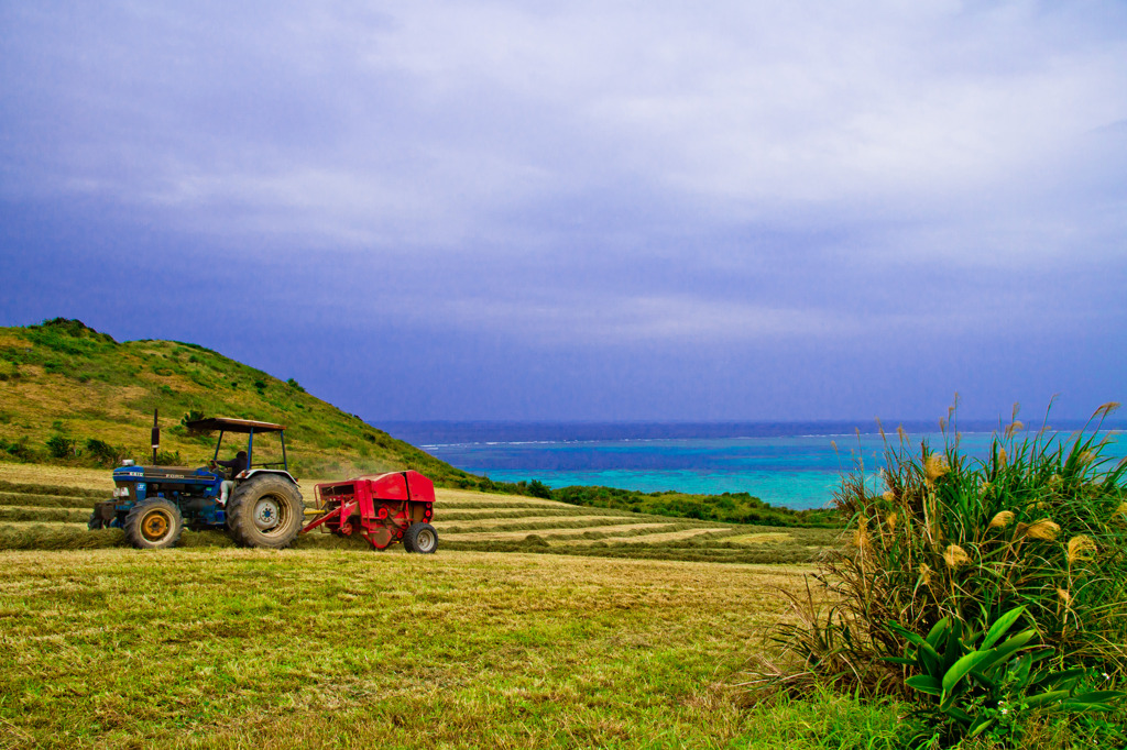 Pasture in Ishigaki ...Part3