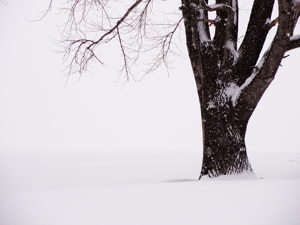 君に掛かる雪・・・