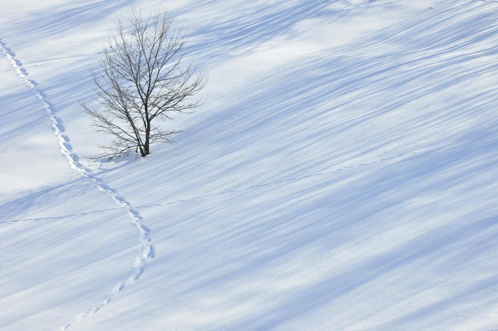 Stream of Shadows
