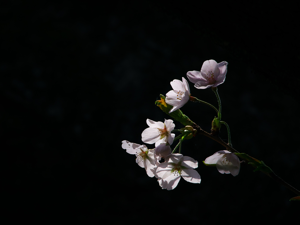 The SAKURA