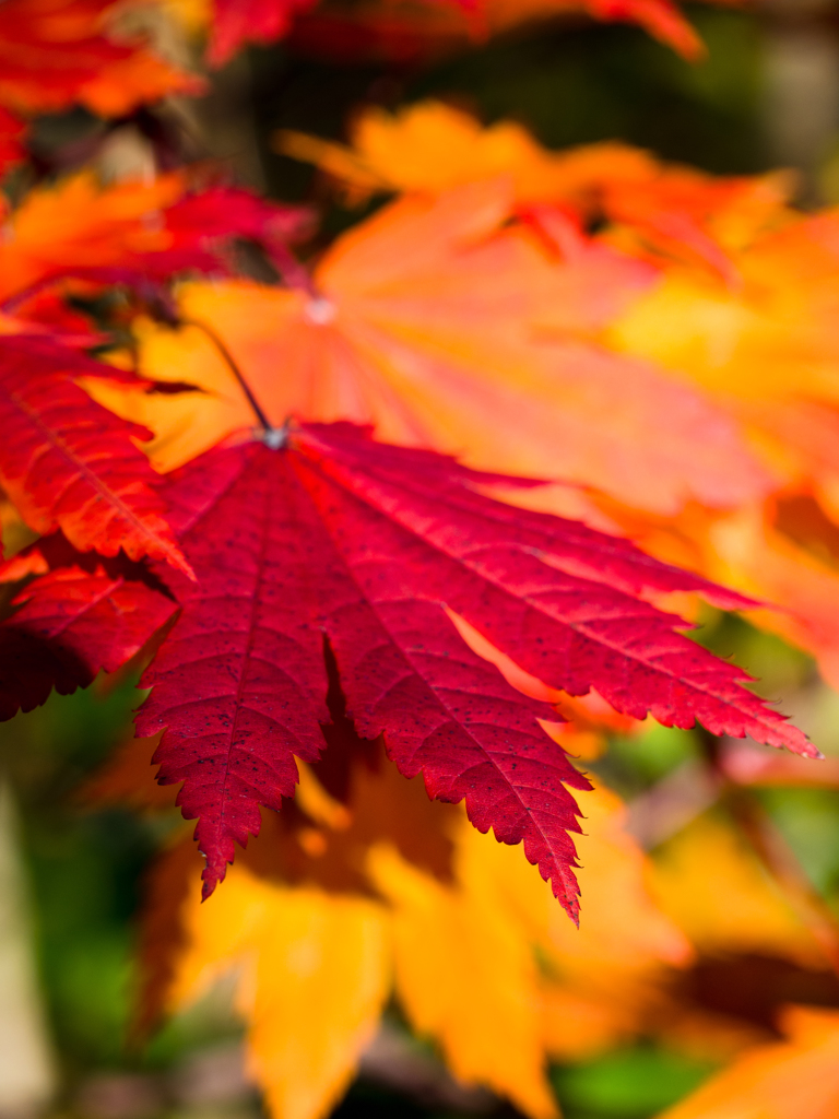 深紅というトキの色