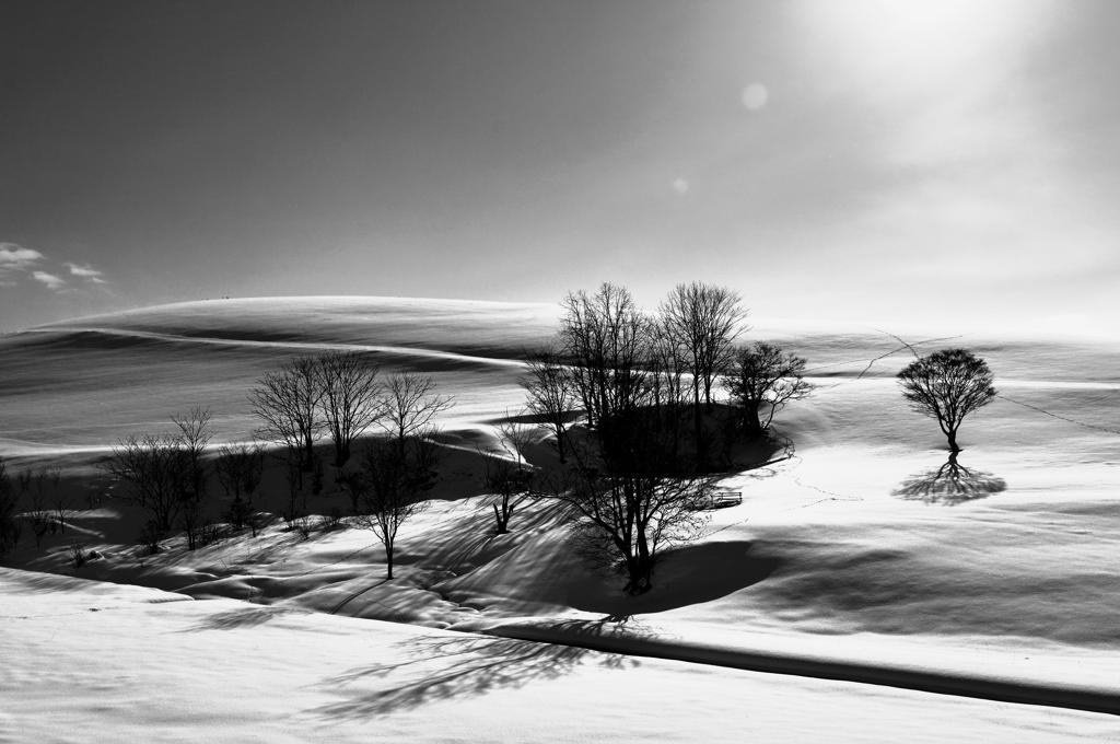 光を受けて・・・(Monochrome)