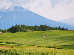 美瑛初夏-2012