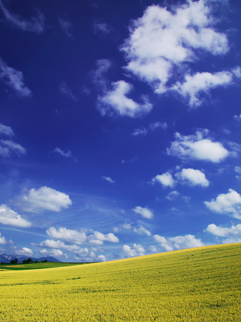 Golden Hill in Biei