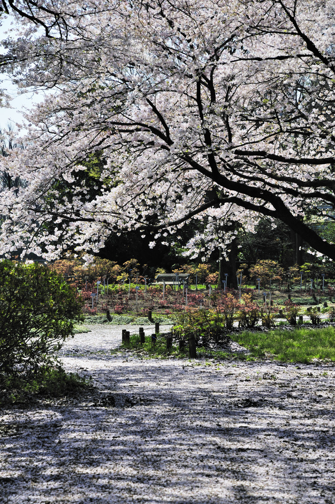 桜道