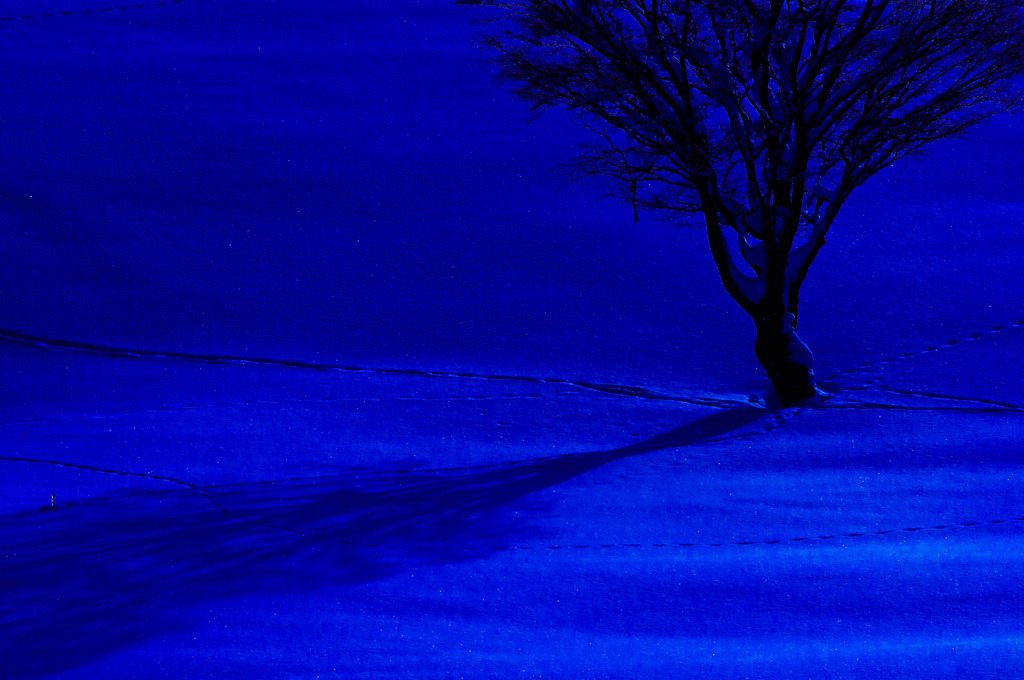 In the Moonlight...　《D300ｓ版》