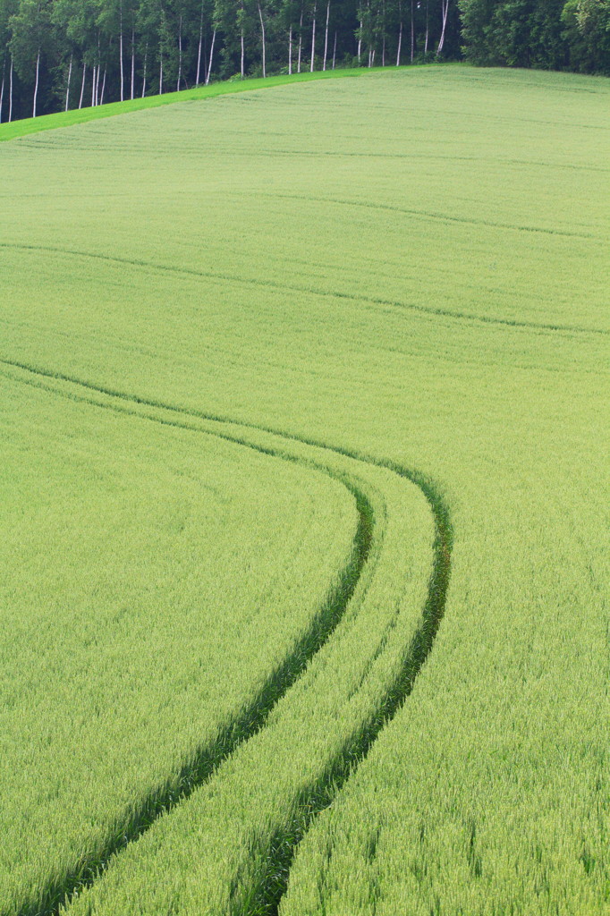 The Wheat Field