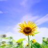 Summer SUNFLOWER!!