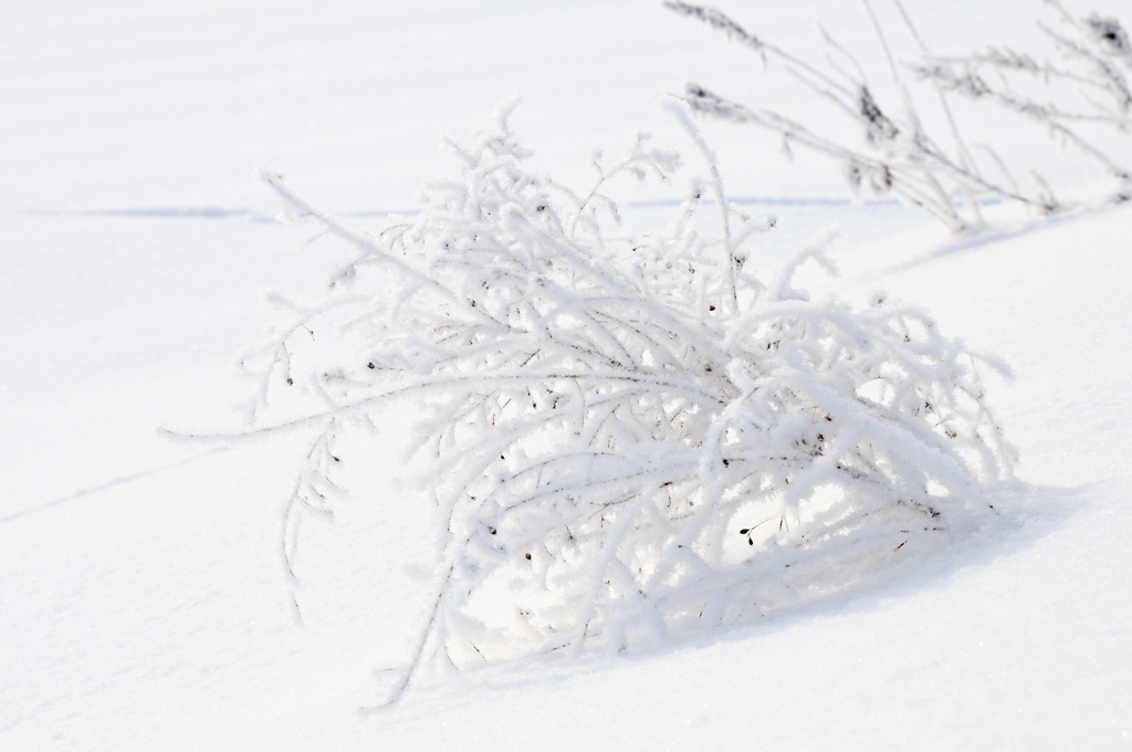 Snow Glare