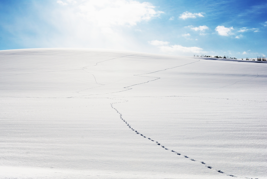 Footprints on the Snow Field