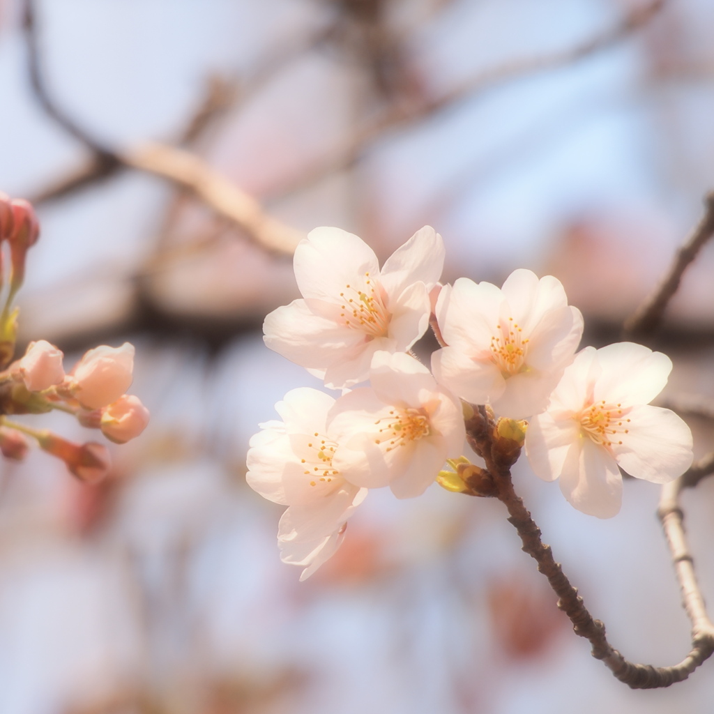 光る花びらに希望を・・・