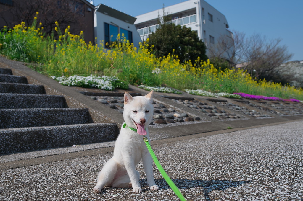 ナナと菜の花　2015