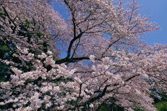 踊る桜花