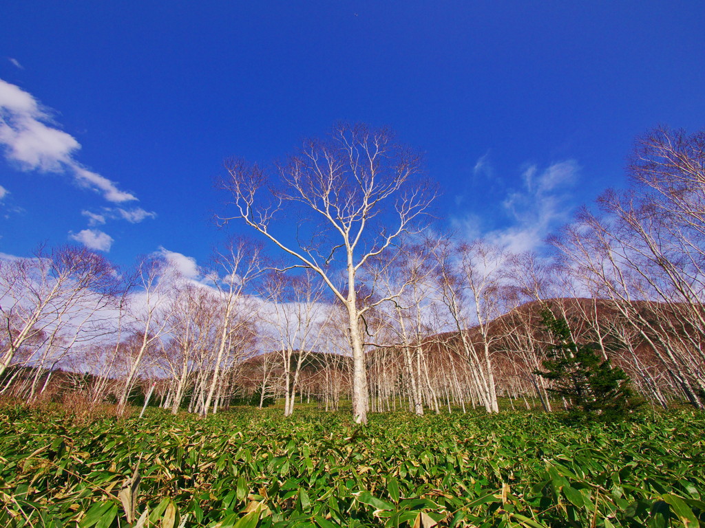 WhiteBirch & BlueSky
