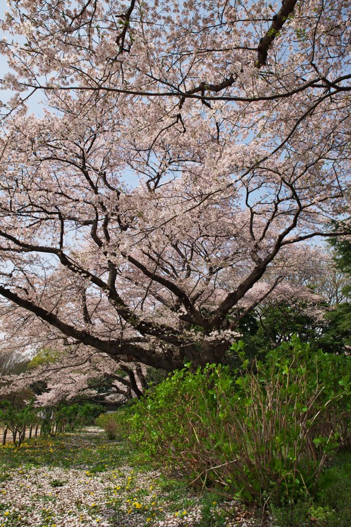 天地の春