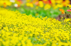 Yellow Spring!!