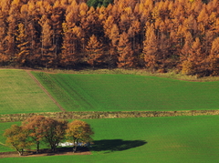 富良野ｰ2008秋