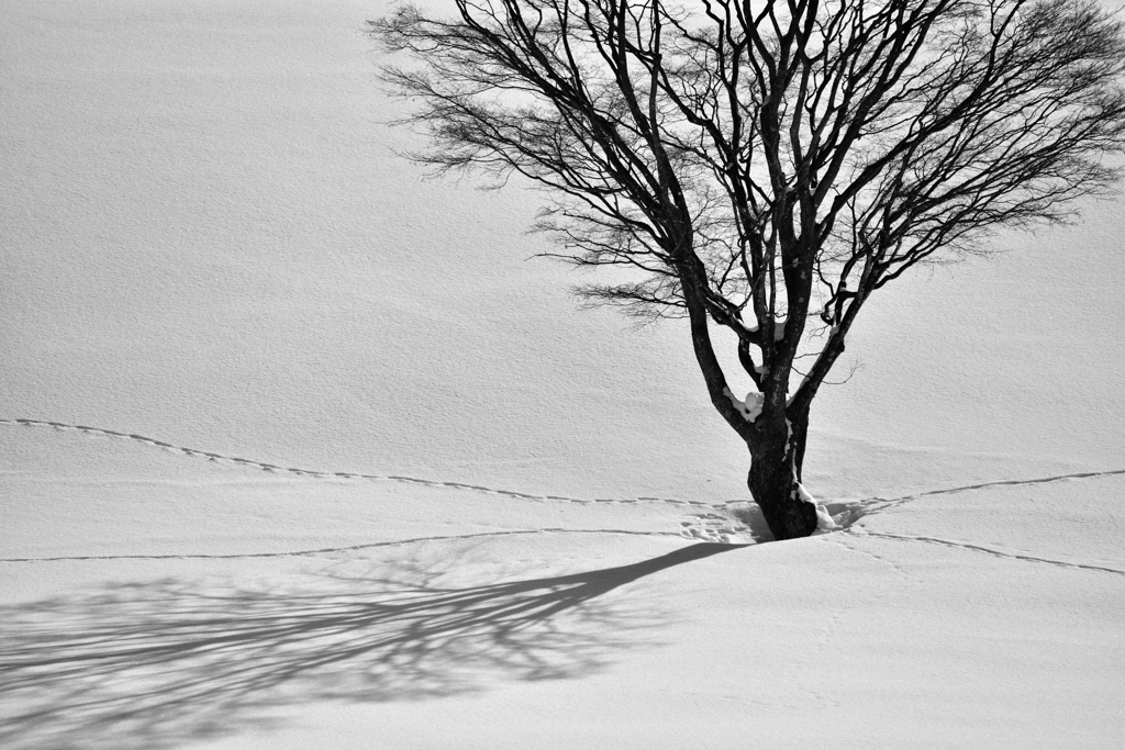 丘の孤木ー2014　《Monochrome》