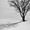 丘の孤木ー2014　《Monochrome》