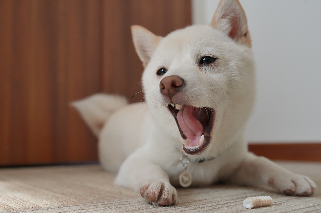 楽しげなひととき・・・
