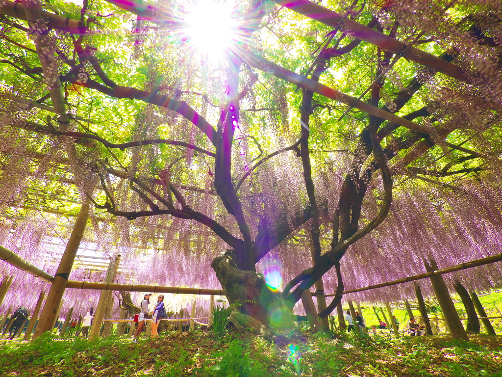 Japanese wisteria 《M1版》