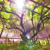 Japanese wisteria 《M1版》