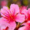 (^O^)　桜便り♪　(^O^)