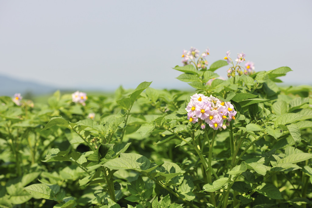 ポテトの花咲く季節 (^O^)