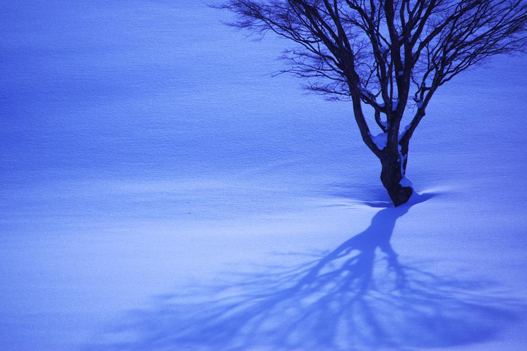 丘の孤木－2013 冬 《D800E版》