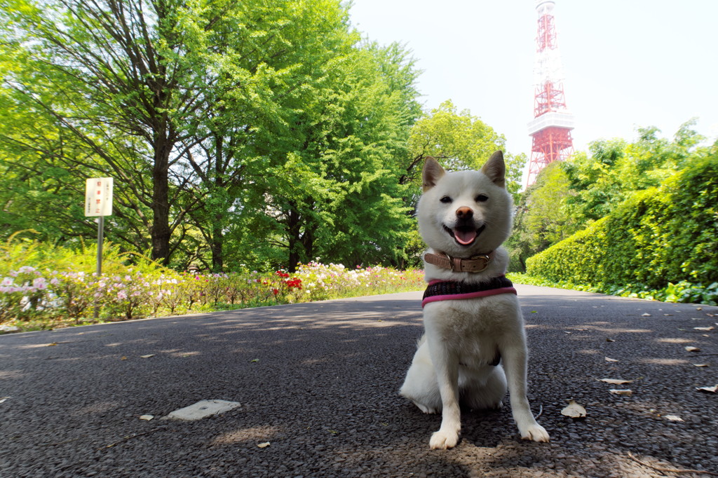 NANA in Shiba Park