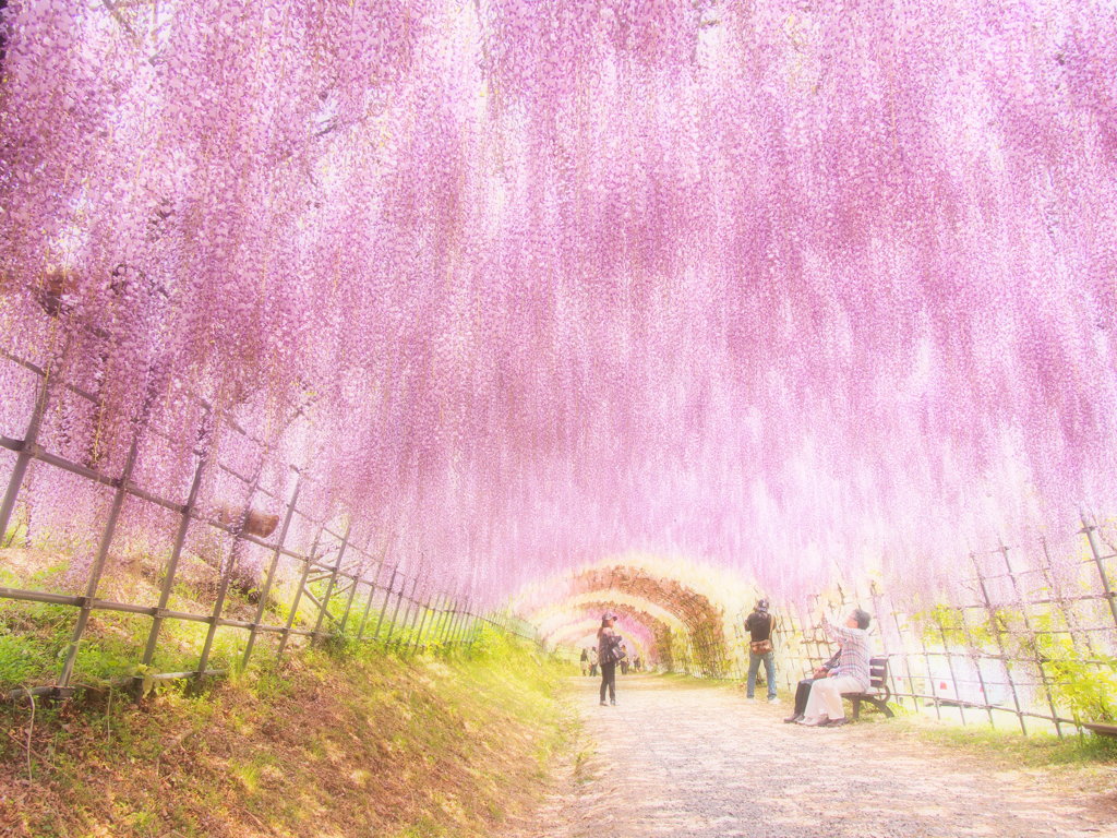 パープルな春-2013