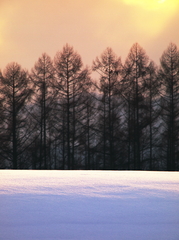 雪光