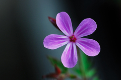 紫の小花