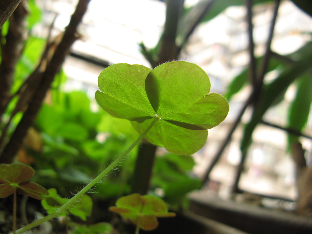 小さな植物