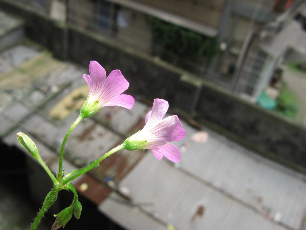 無名の花
