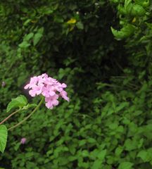 可愛いお花