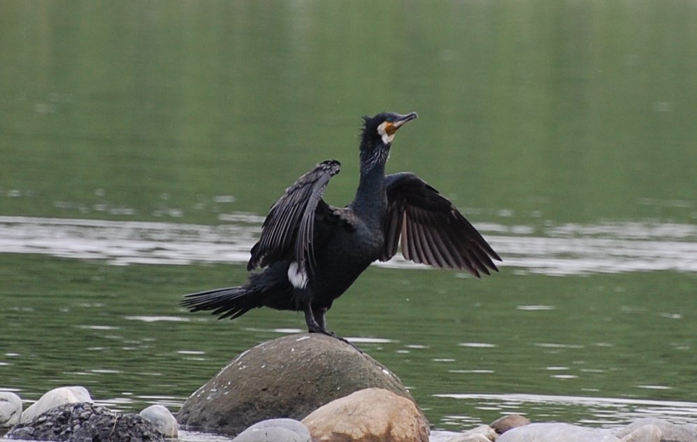 たまかわ　怪鳥