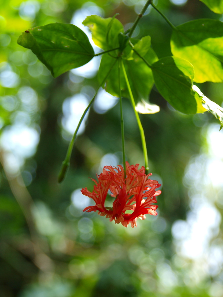 南国の花