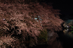 雨の弘前公園