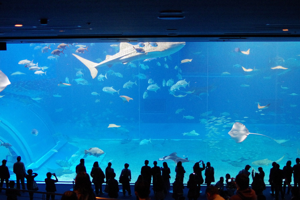 美ら海水族館