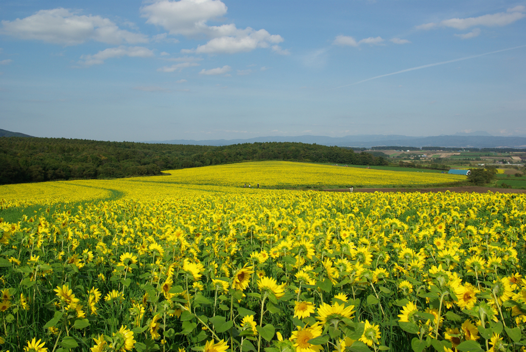20101002-パレットの丘4