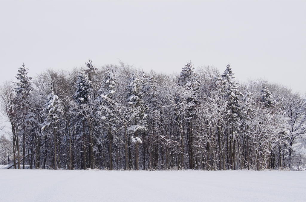 雪原の林