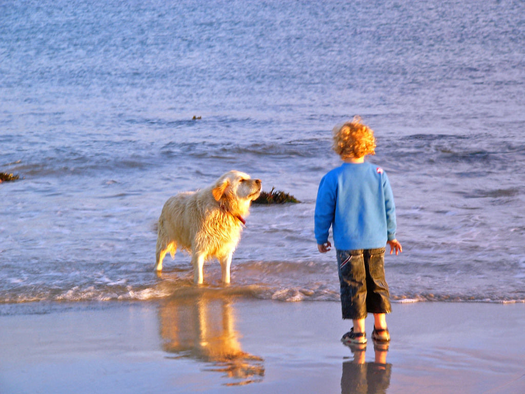 犬と子供