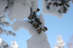 雪