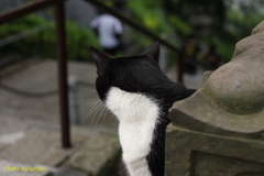 にゃんにゃんだ？