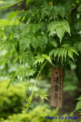 ノウゼンカズラ