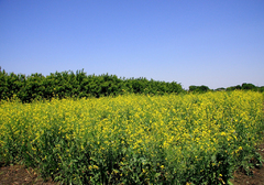菜の花畑